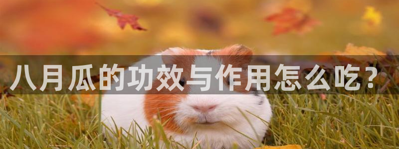 51吃瓜网更新最快最全的：八月瓜的功效与作用怎么吃？